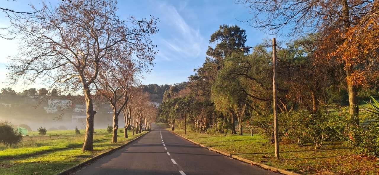 A tree-lined avenue running through the campus