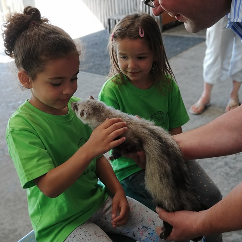 A pupil gently stroking a ferret during an animal visit